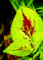 DSCN2800_JDPEdits_Nov2022_5x7