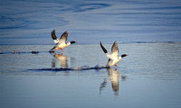 DSC08293 CommonMerganser e2022