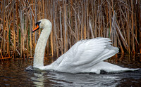 Male Swan.
