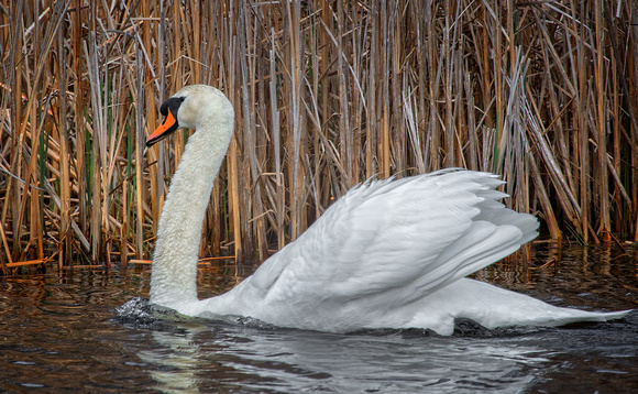 Male Swan.