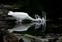 GreatEgret Newport_DSC3553 copy