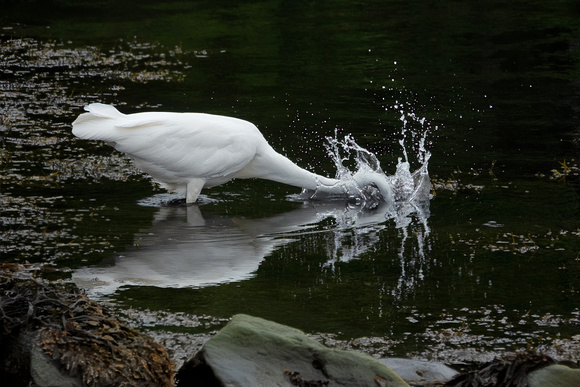 GreatEgret Newport_DSC3553 copy