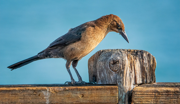 Great-tailed grackle Oceanside CA_DSC4882 copy