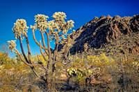 JoshuaTree in OrganPipeNatlMonument 520 2024 IMG_3917 copy