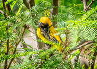 Yellow-crowned bishop SDZoo_DSC4370 copy