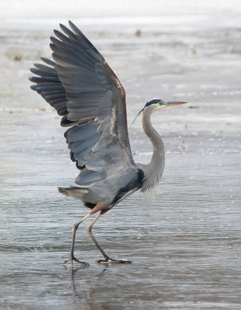 Great Blue Heron_6131