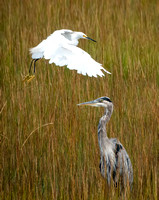 Great Blue Heron n SnowyEgret DSC06252
