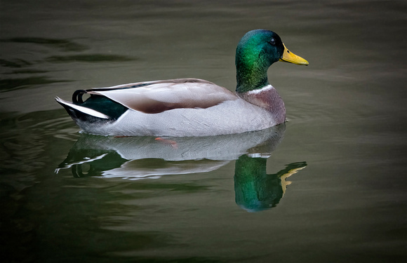 Mallard BalboaCA_DSC5124 copy