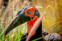 Southern ground hornbill SDZoo_DSC4070 copy