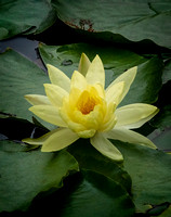 WaterLily BalboaPark CA_DSC5160 copy
