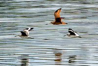 Marbled godwit and Willets NewportReserve CA_DSC5479 copy