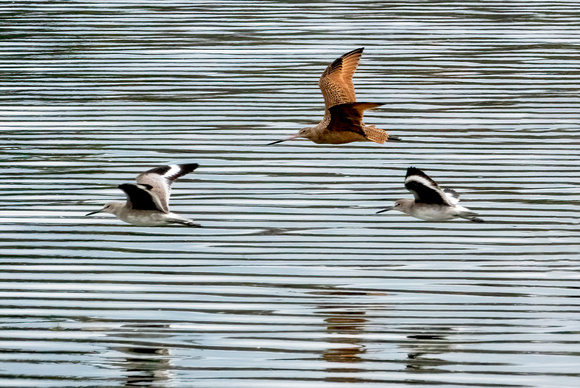 Marbled godwit and Willets NewportReserve CA_DSC5479 copy