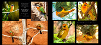 ZooBird Layout 2May copy