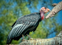 Vulture SDZoo_DSC3995 copy