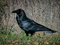 Crow SDZoo_DSC3998 copy