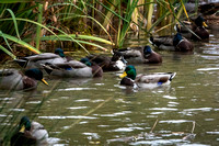 Mallards SLC UT_DSC6918 copy