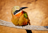 Bee-eater SDZoo_DSC4239 copy