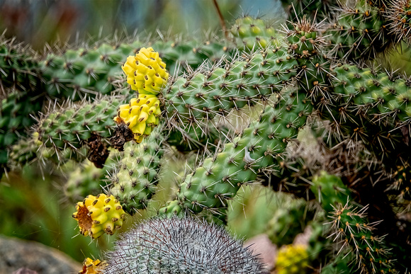 Cane Cholla Encinitas_DSC4598 copy