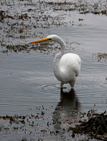 GreatEgret Newport_DSC3577 copy