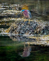 GreenHeron Newport 2x_DSC3566 copy