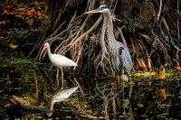 Great Blue Heron Ibis_MG_7003_edit2018
