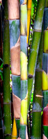 DSCN2854_JDPEdits_Nov2022_3x8