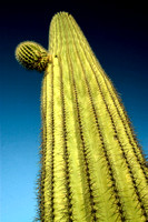 OrganPipeCactus-3912 e520 2024 copy