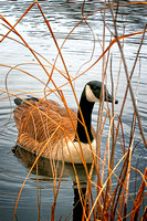 Geese