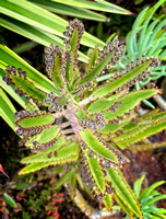 Devil's Backbone Encinitas IMG_8055 copy