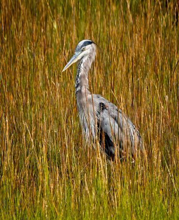 Great Blue Heron