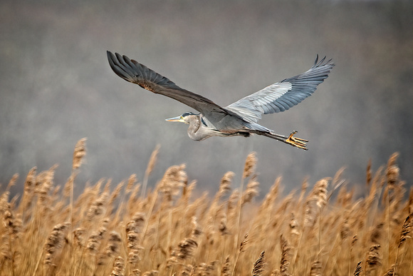 Great Blue Heron SCW_6845