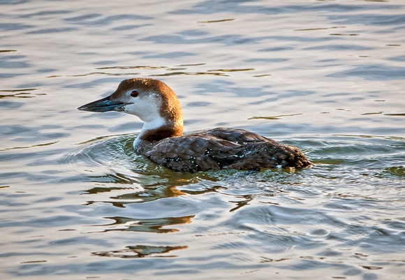 DSC09390 Common Loon