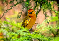 Eastern golden weaver SDZoo_DSC4436 copy