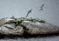 Terns