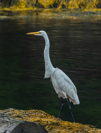 GreatEgret Newport_DSC3537 copy