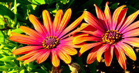 Meditation Garden1_jdp_July2024_5x9