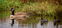 CanadaGoose and American coot NewportReserve CA_DSC5696 copy