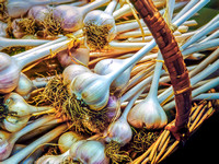 Garlic1 12x16 e529 2024 copy