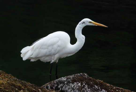 GreatEgret Newport_DSC3545 copy