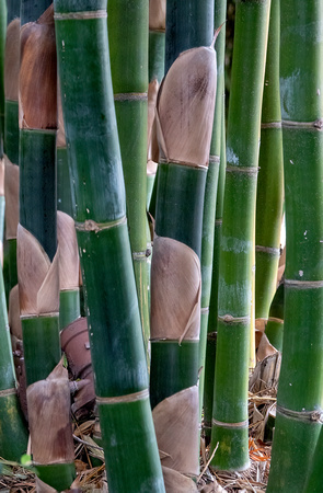 JapaneseGarden Bamboo Balboa CA_DSC5110 copy