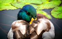 Mallard_DSC5139 copy 2