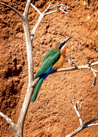 Bee-eater SDZoo_DSC4170 copy