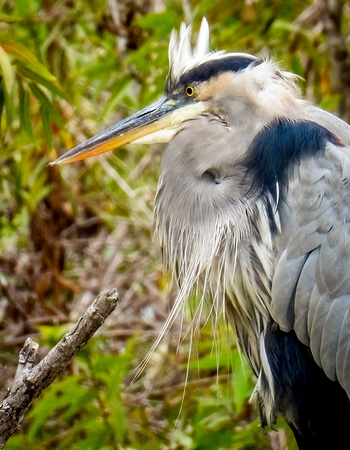 DSCN3089_SanJoquinReserve_GreatBlueHeron_JDPEdits_Oct2022_5x7