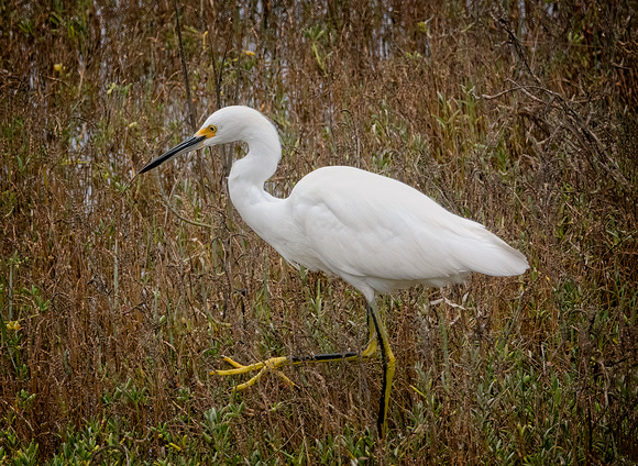 SnowyEgret NewportReserve CA_DSC5609 copy