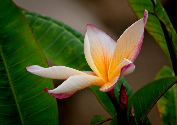 Mexican Plumeria Encinitis_DSC4513 copy