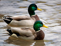 Mallards LibertyPark SLC UT_DSC6926 copy