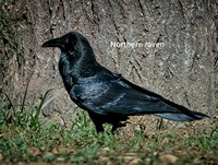 Northern raven SDZoo_DSC3998 wName