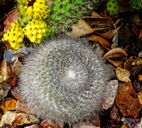 DSCN2824_JDPEdits_Nov2022_6x6